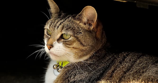 Наука Вопрос: Для чего в Нью-Джерси на котов одевают ошейники с колокольчиком?