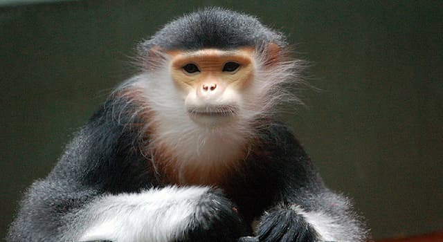 Nature Trivia Question: Douc Langurs are native to which continental habitat?