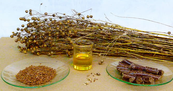 Nature Trivia Question: From which plant does linseed oil come?