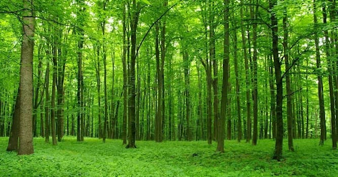 География Вопрос: Где находится единственный в России Субтропический лиановый лес?