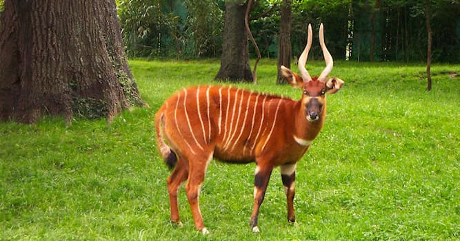 Природа Вопрос: Где обитает лесная антилопа бонго?