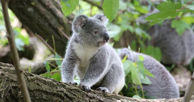 natura Pytanie-Ciekawostka: Gdzie żyją misie koala?