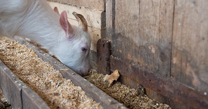 Maatschappij Trivia Vraag: Hoe heet het bouwwerk op een boerderij waarin dieren en hun hooi worden gehouden?