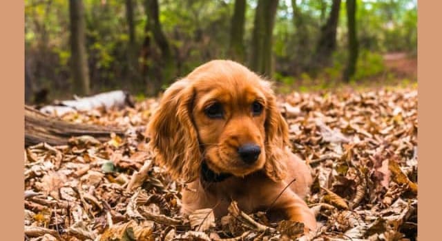 Nature Trivia Question: How did the word 'cocker' in the breed name 'Cocker Spaniel' originate?