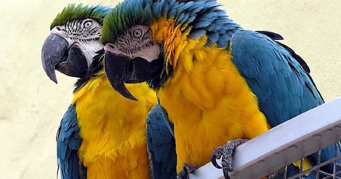 Nature Trivia Question: How long can a macaw live?