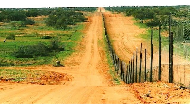 Society Trivia Question: How long is Australia's pest-exclusion fence known as the Dingo Fence?