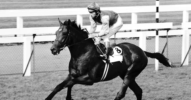 Sport Trivia Question: How many Stakes/Group winners did the Thoroughbred racehorse Nijinsky sire?