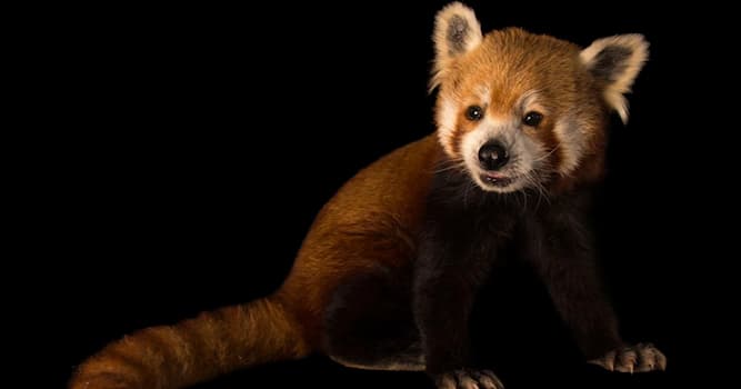 Nature Trivia Question: In what continent can you find a Red Panda?