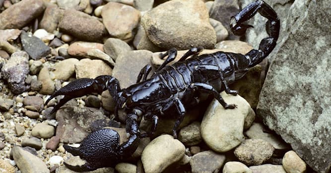 Природа Вопрос: К какому классу членистоногих относятся скорпионы?