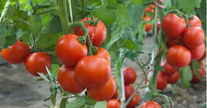 Природа Вопрос: К какому семейству относится томат?