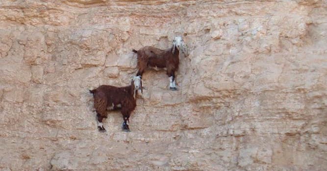 Природа Вопрос: Как горные козлы держатся на отвесных скалах?