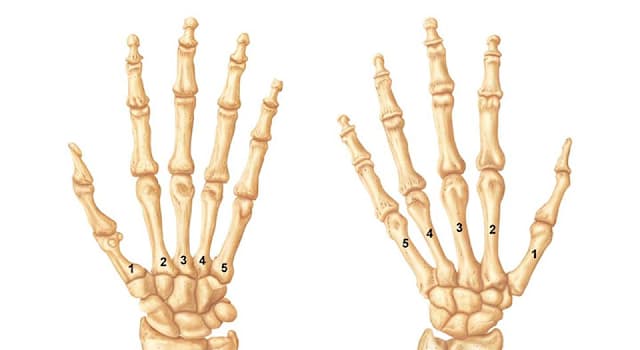 Science Trivia Question: What is the digital bone in the hands and feet of most vertebrates called?