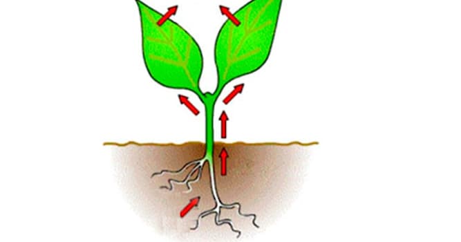 Природа Вопрос: Как называется процесс движения воды через растение и её испарение?