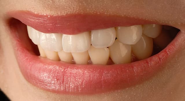 Наука Вопрос: Как называются передние зубы, которые прорезаются первыми у детей, служат для захватывания и откусывания пищи?