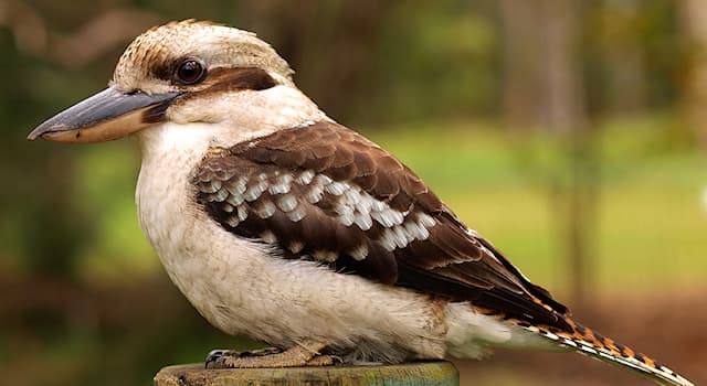 Природа Вопрос: Как полностью называется вид птиц из семейства зимородков - кукабара?