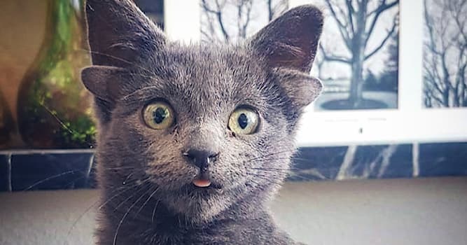Общество Вопрос: Как зовут четырёхухого котёнка из Турции, который стал звездой соцсетей?
