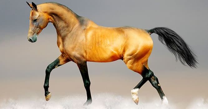 Природа Вопрос: Какая порода лошадей признана национальным достоянием Туркменистана?