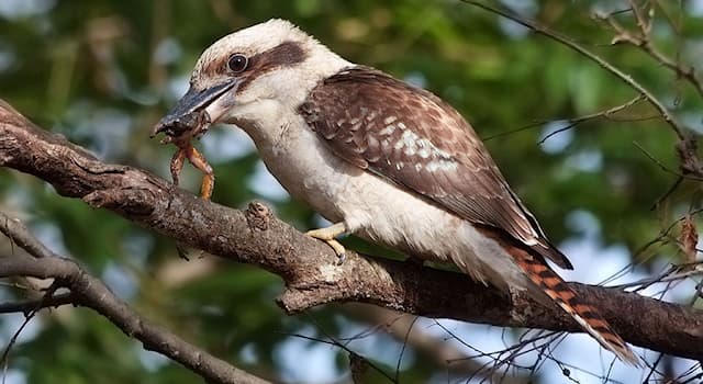 Nature Trivia Question: Which country is the laughing kookaburra depicted in the picture native to?