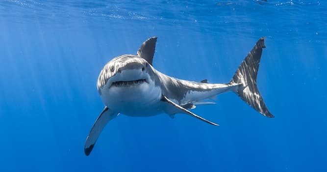 Природа Вопрос: Какое количество зубов у большой белой акулы?