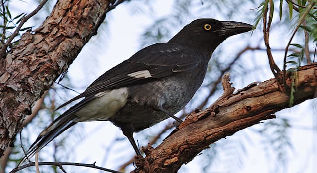 Природа Вопрос: Какое "музыкальное" название имеют австралийские певчие птицы, изображенные на фотографии?