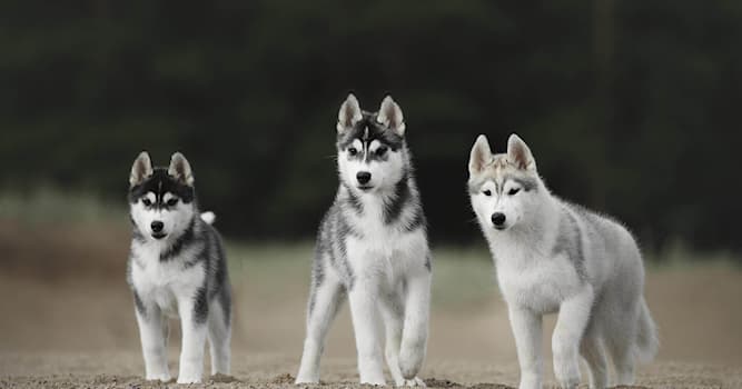 Природа Вопрос: Какое животное НЕ относится к семейству собачьих?