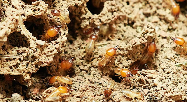 Nature Trivia Question: Which of these animals' diet consists almost exclusively of termites?