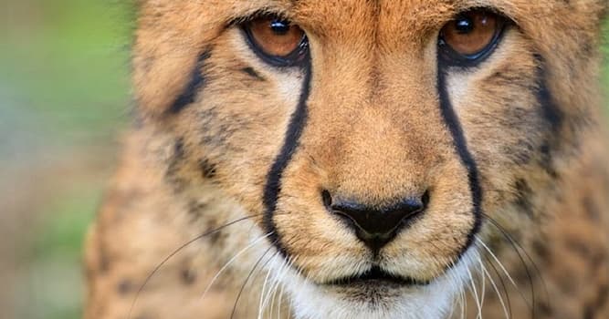 Природа Вопрос: Какой из перечисленных фактов о гепардах является ошибочным?