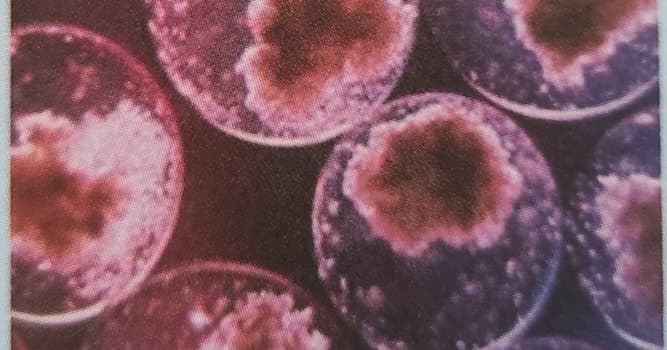 Наука Вопрос: Какой журнал в 1999 г. признал открытие эмбриональных стволовых клеток 3-им по значимости событием в биологии?