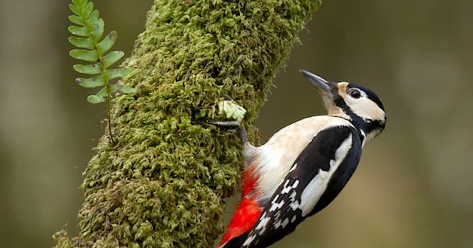 Природа Вопрос: Какую птицу называют "Лесным Доктором"?