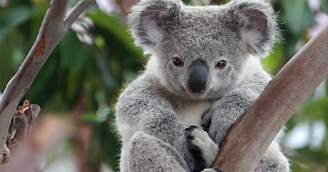 Природа Вопрос: Кто самый близкий родственник коалы?