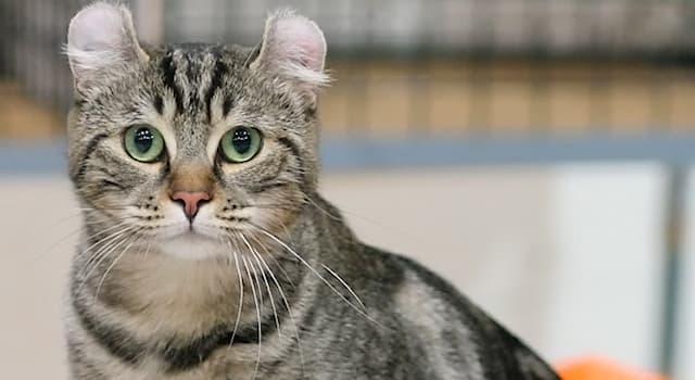 Doğa Trivia Sorusu: Amerikan Curl kedi ırkı hangi ülkeden köken alır?