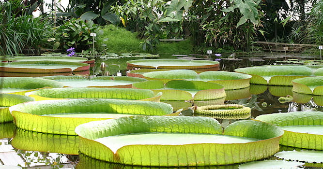 Nature Trivia Question: The world's largest water lily Victoria amazonica is a national flower of which country?