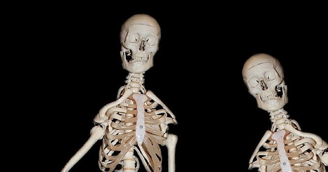 Наука Вопрос: Научное название какой части скелета человека с древнегреческого означает "кукушка"?