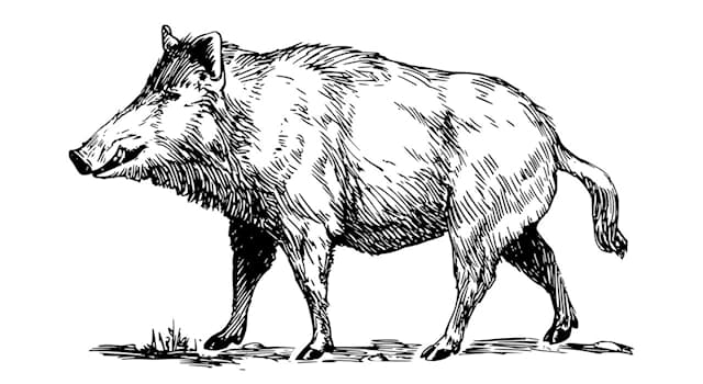 Природа Вопрос: Название какого животного буквально с древнегреческого языка означает "щетинистая свинья"?