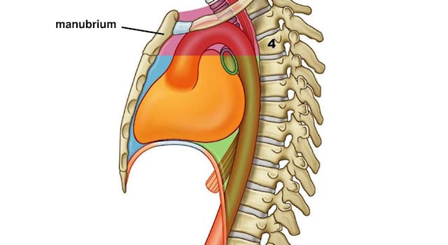 Сiencia Pregunta Trivia: ¿Qué es el mediastino?