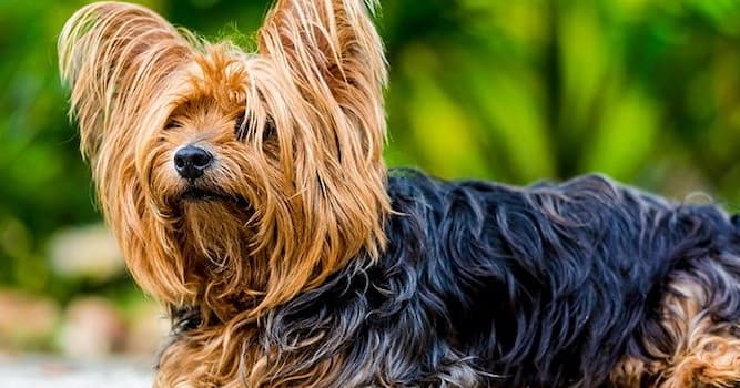 Naturaleza Pregunta Trivia: ¿Qué raza de perro es el de la imagen?