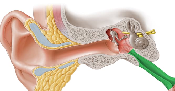Сiencia Pregunta Trivia: ¿Qué regiones anatómicas se comunican a través de la tuba auditiva?