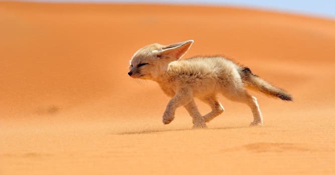Natuur Trivia Vraag: Wat voor soort dier is de Fennec?