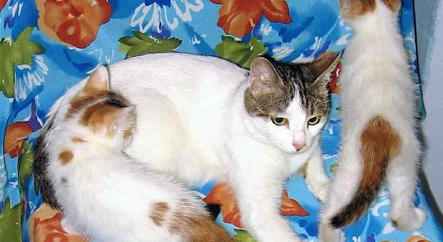 natura Pytanie-Ciekawostka: Jaka to rasa kota?