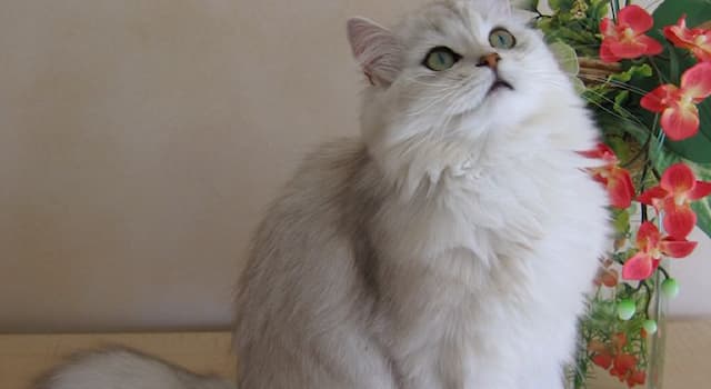 Nature Trivia Question: What is this cat breed?