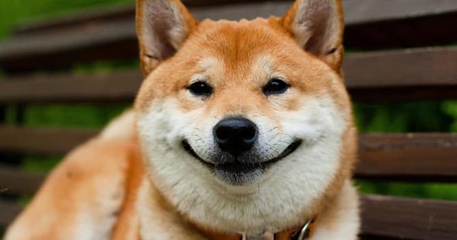 Культура Вопрос: Какая самая популярная порода собак в Японии?