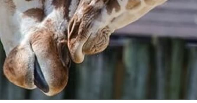 Природа Вопрос: Сколько лет живут жирафы?