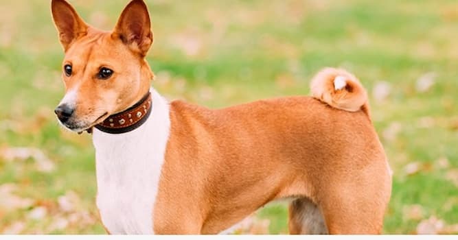 Природа Вопрос: Собака какой породы изображена?