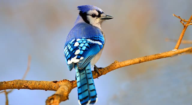 Nature Trivia Question: The bird Blue Jay is native to which continent?