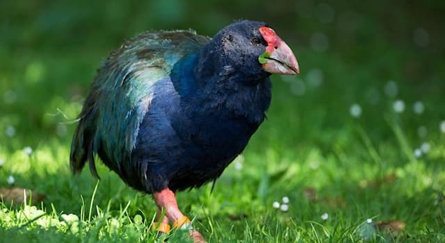 Nature Trivia Question: The bird takahē is native to which of these countries?