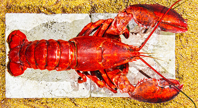 Culture Trivia Question: 'The Lobster Quadrille' is the title of a chapter in which work of fiction?