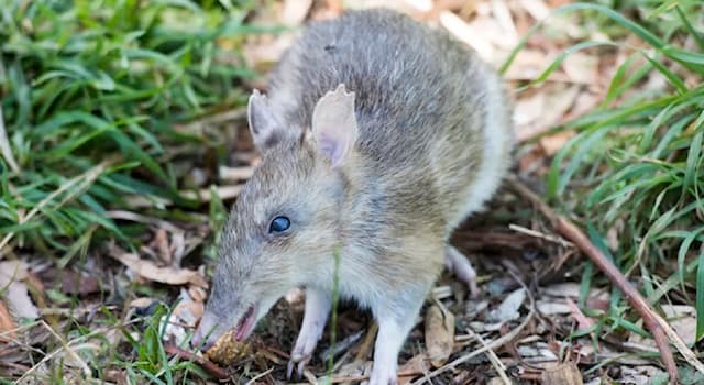 Nature Trivia Question: The long-nosed bandicoot is native to which country?