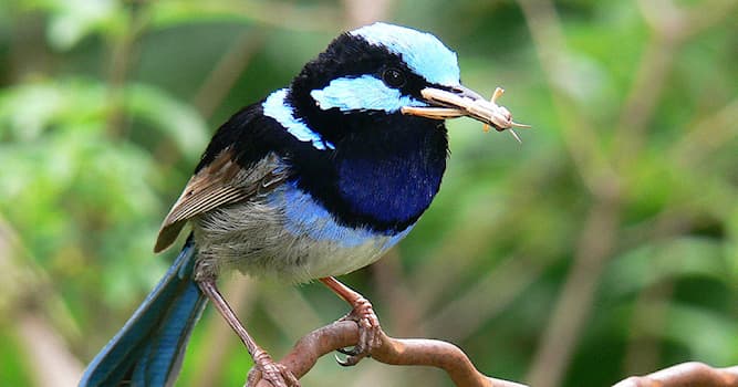 Nature Trivia Question: Which of these countries does superb fairywren inhabit?