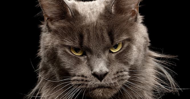Природа Вопрос: Что такое вибриссы у кошек?
