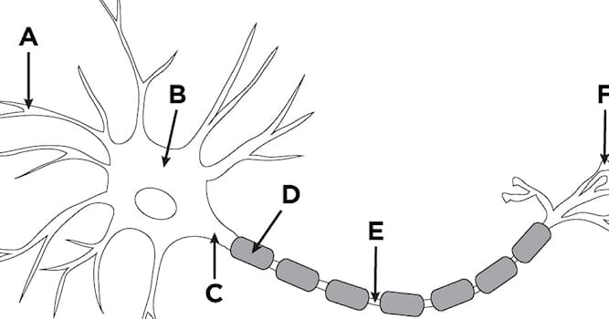 Science Trivia Question: What 3 parts make up a neuron?